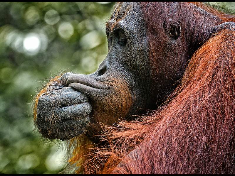 Orangutan 1 - Sabah Malaysia.jpg - Orangutan 1 - Sabah Malaysia